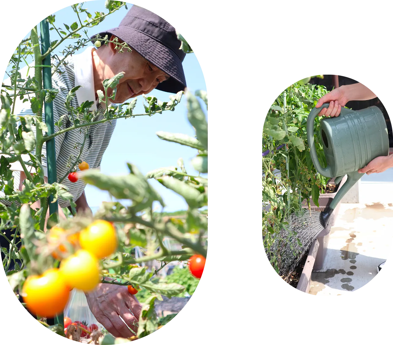 畑作業をする様子